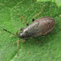 Megalonotus