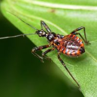 Rhynocoris annulatus