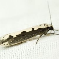 Ethmia bipunctella