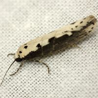 Ethmia bipunctella