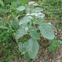 Heliotropium