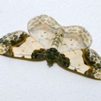Ligdia adustata