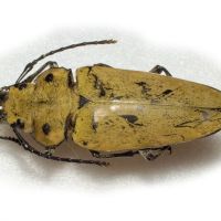 Trictenotoma childreni
