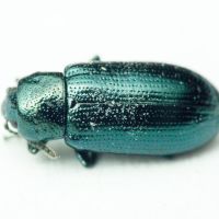 Prasocuris (Prasocuris) junci
