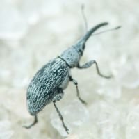 Squamapion elongatum