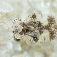 Stephanitis pyri