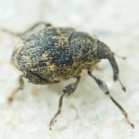 Mogulones abbreviatulus