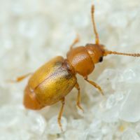 Kateretes pusillus