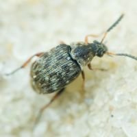 Bruchidius varius
