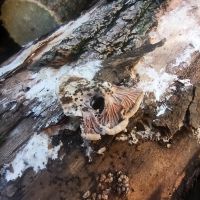 Schizophyllum commune