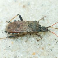 Ceraleptus gracilicornis