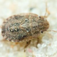 Sciocoris