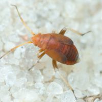 Salicarus roseri