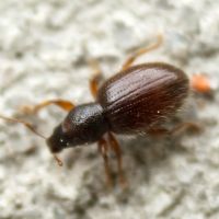 Exomias pellucidus