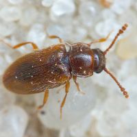 Cryptophilus integer